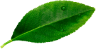 leave__0001_Layer-3.png leave__0001_Layer-3.png