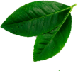 leave__0002_Layer-4.png leave__0002_Layer-4.png